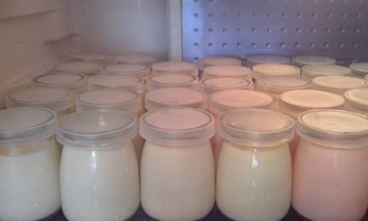 Cách bảo quản sữa chua ăn và sữa chua uống men sống