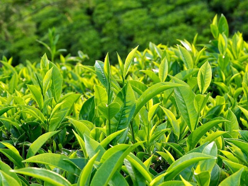 Trà xanh túi lọc là gì?